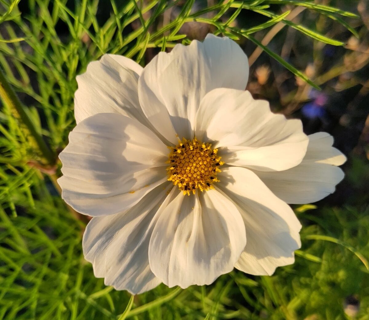 31